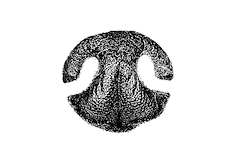 Digitally Rendered Ink Prints